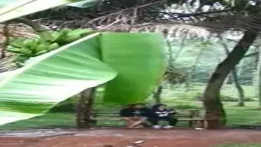 Momen Romantis Sejoli Di Area Perkebunan